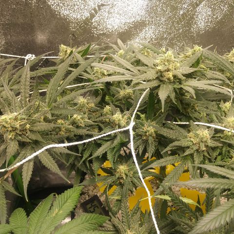 Green Cush growlog timeline photo