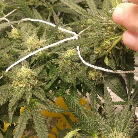 Green Cush growlog timeline photo