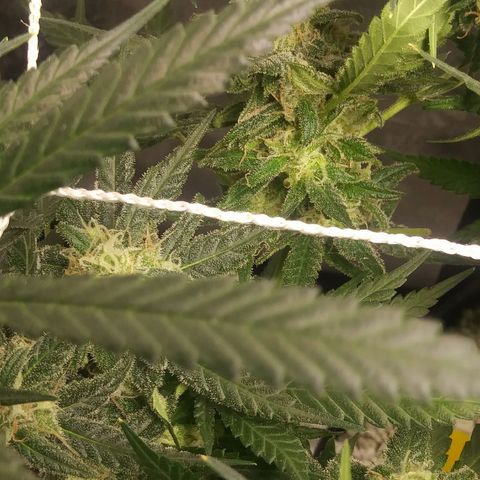 Green Cush growlog timeline photo