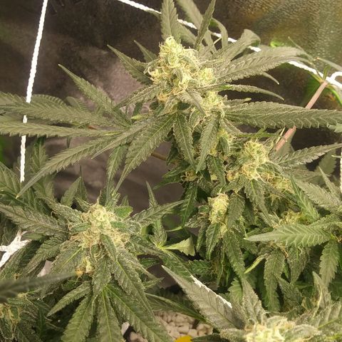 Green Cush growlog timeline photo