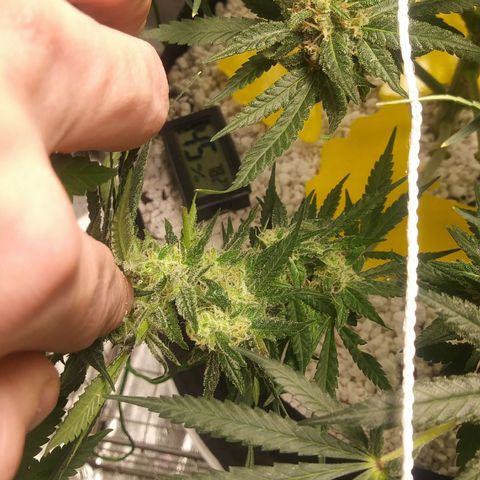 Green Cush growlog timeline photo