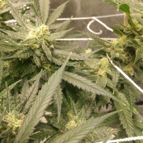 Green Cush growlog timeline photo