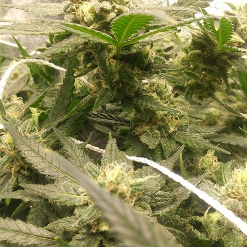 Green Cush growlog timeline photo