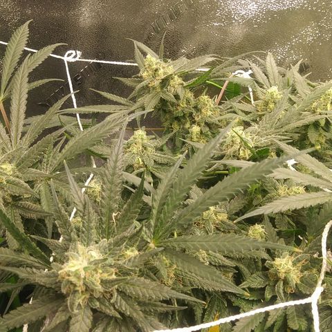 Green Cush growlog timeline photo