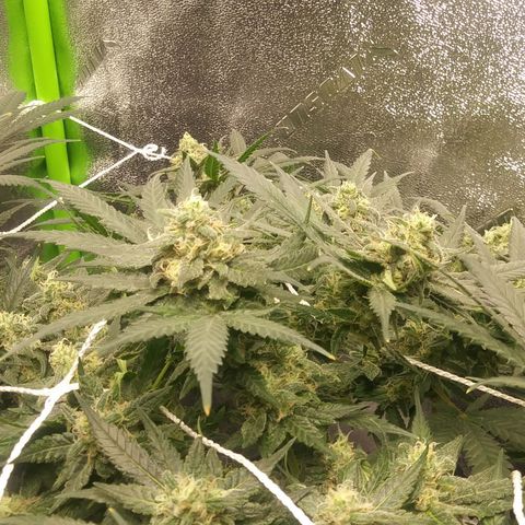 Green Cush growlog timeline photo