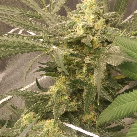 Green Cush growlog timeline photo