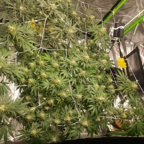 Pineapple Express growlog timeline photo