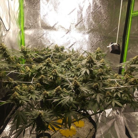 Pineapple Express growlog timeline photo