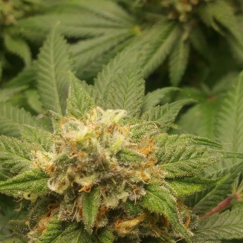 Pineapple Express growlog timeline photo