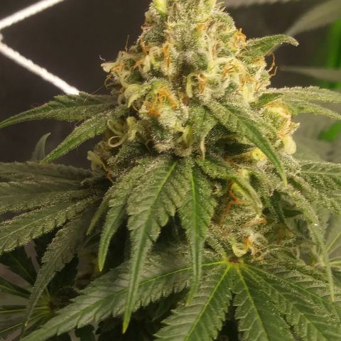 Pineapple Express growlog timeline photo