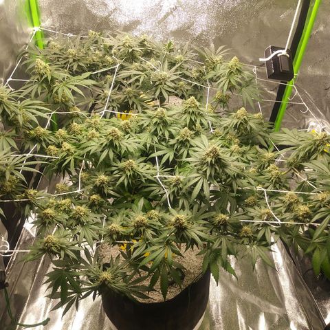 Pineapple Express growlog timeline photo