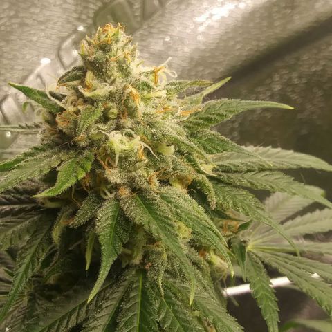 Pineapple Express growlog timeline photo