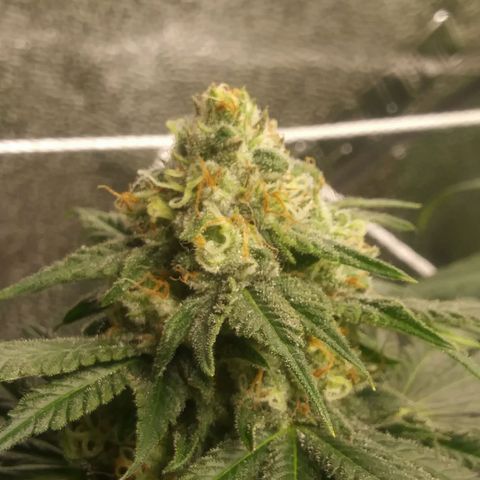 Pineapple Express growlog timeline photo