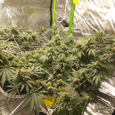 Pineapple Express growlog timeline photo