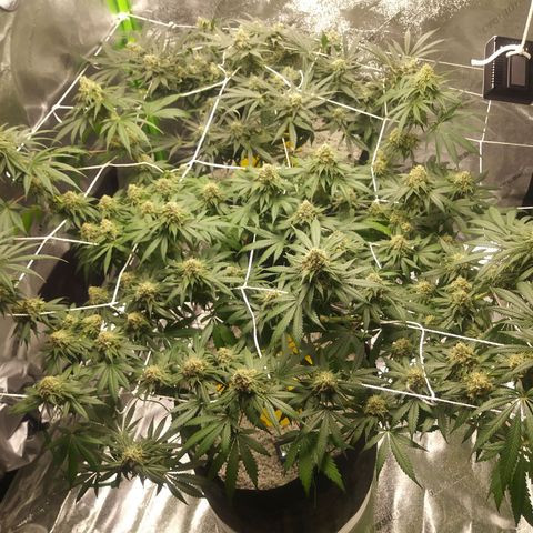 Pineapple Express growlog timeline photo