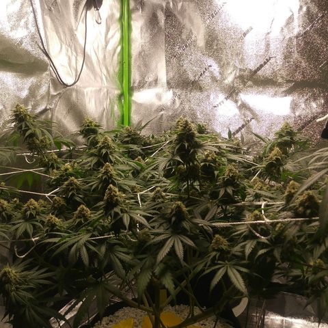Pineapple Express growlog timeline photo