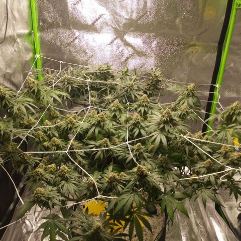 Pineapple Express growlog timeline photo
