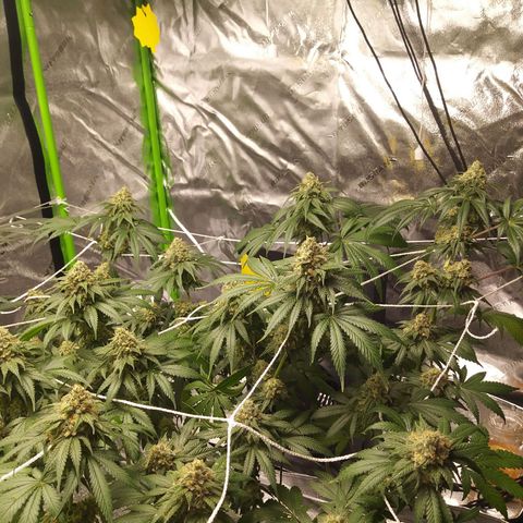 Pineapple Express growlog timeline photo