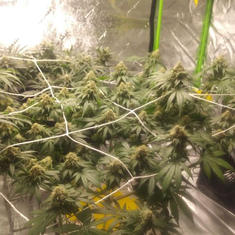 Pineapple Express growlog timeline photo