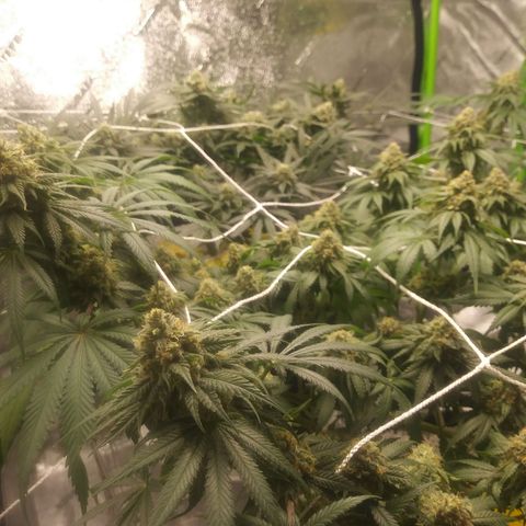 Pineapple Express growlog timeline photo