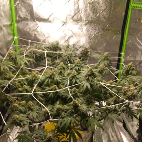 Pineapple Express growlog timeline photo