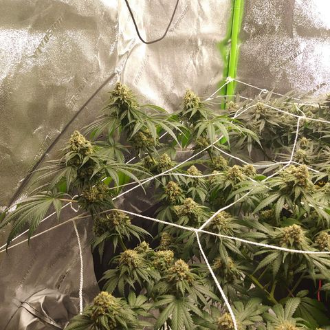 Pineapple Express growlog timeline photo