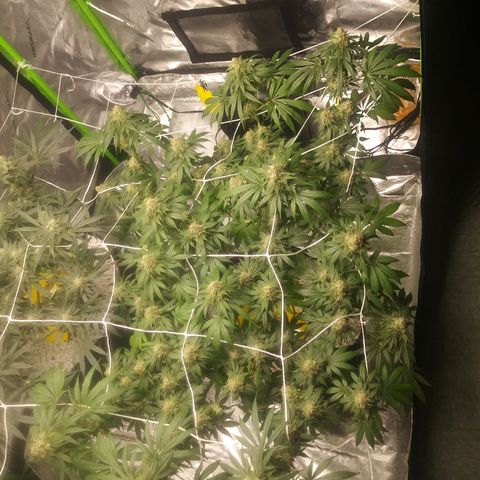 Pineapple Express growlog timeline photo