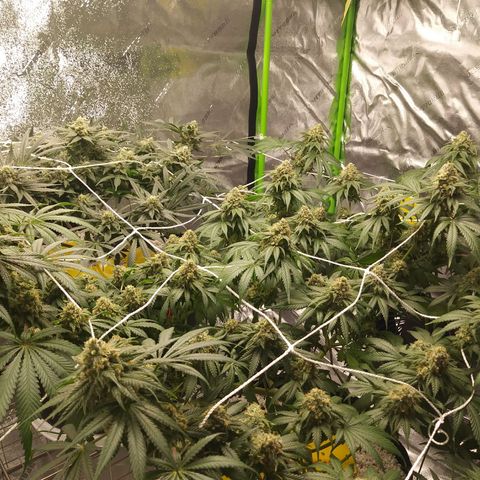Pineapple Express growlog timeline photo