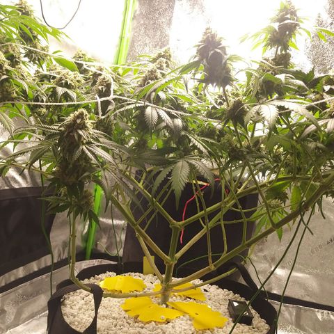 Pineapple Express growlog timeline photo
