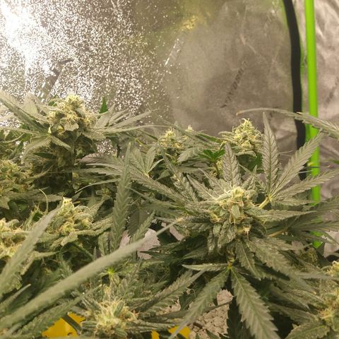Green Cush growlog timeline photo