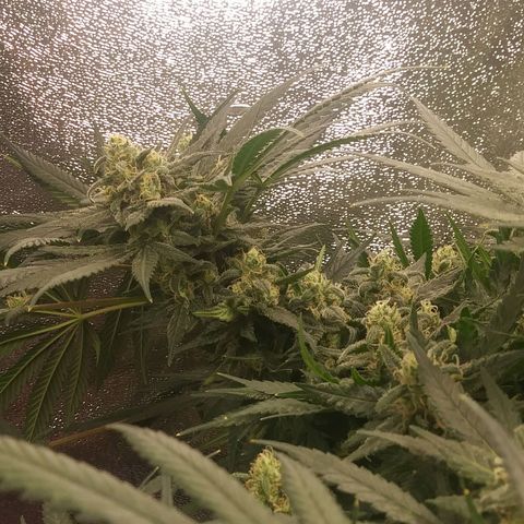 Green Cush growlog timeline photo