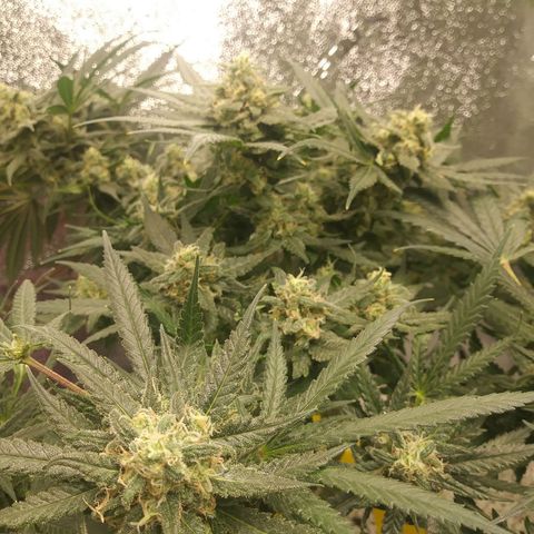 Green Cush growlog timeline photo
