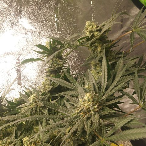 Green Cush growlog timeline photo
