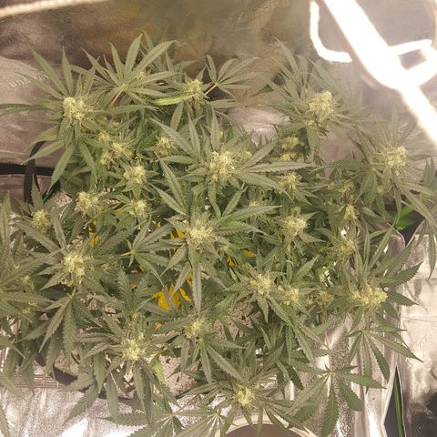 Green Cush growlog timeline photo