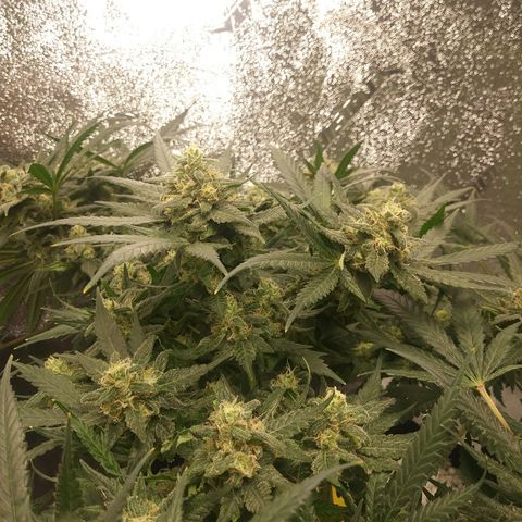 Green Cush growlog timeline photo
