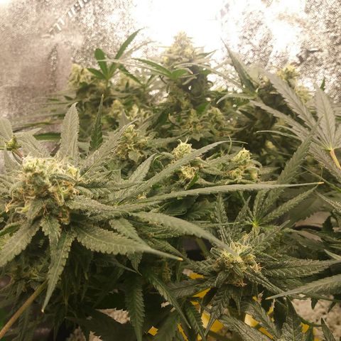 Green Cush growlog timeline photo
