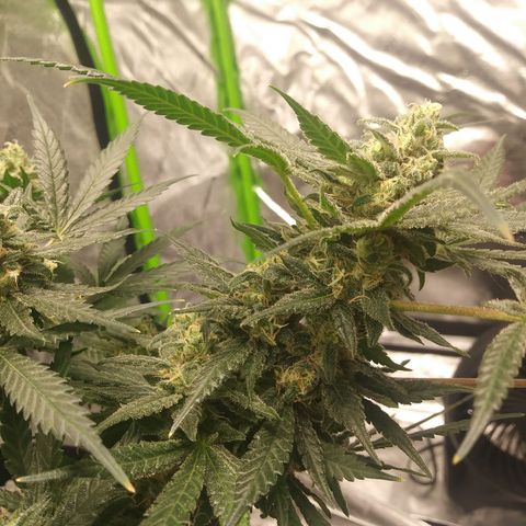 Green Cush growlog timeline photo