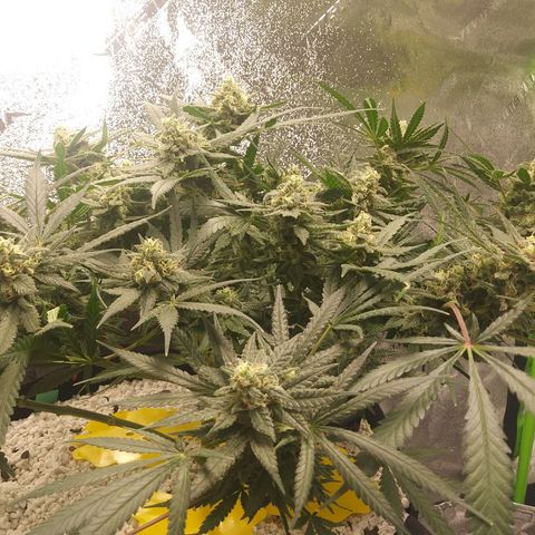 Green Cush growlog timeline photo