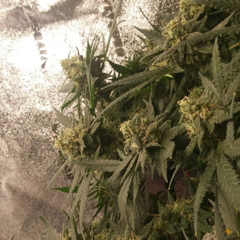 Green Cush growlog timeline photo