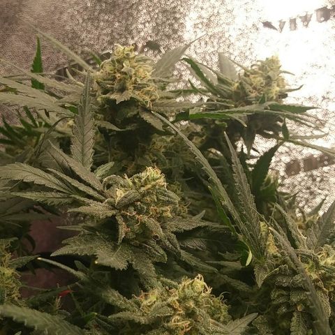 Green Cush growlog timeline photo