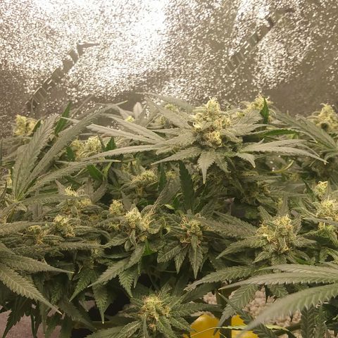 Green Cush growlog timeline photo