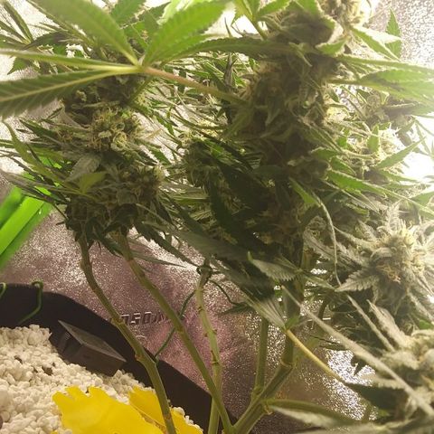 Green Cush growlog timeline photo