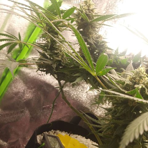 Green Cush growlog timeline photo