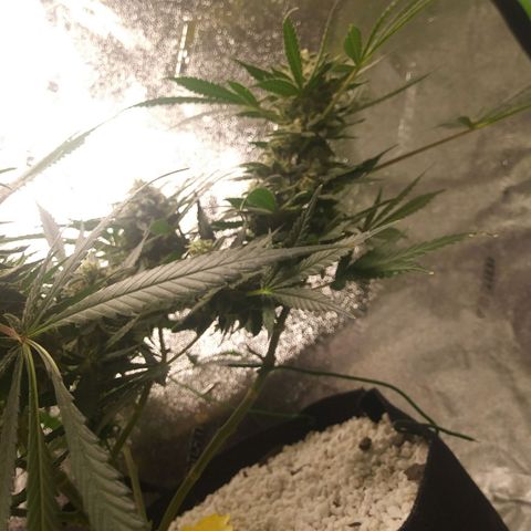 Green Cush growlog timeline photo