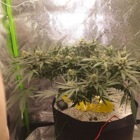 Green Cush growlog timeline photo