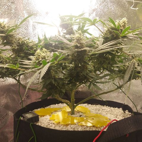 Green Cush growlog timeline photo