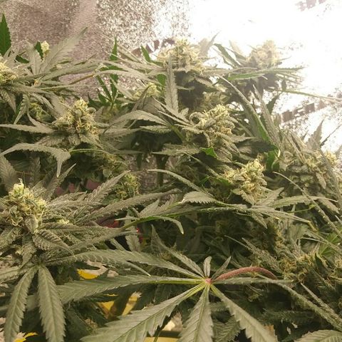 Green Cush growlog timeline photo