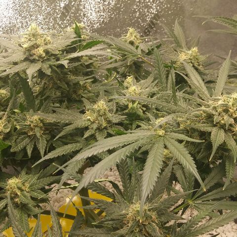Green Cush growlog timeline photo