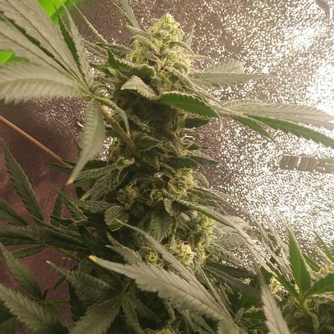 Green Cush growlog timeline photo