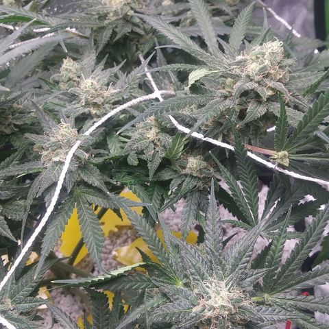 Green Cush growlog timeline photo